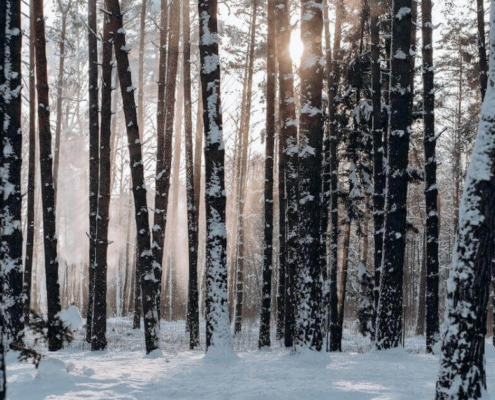 forest in the winter with snow-call-oboys-heating-and-air-benefits-of-regualr-furnace-tune-ups