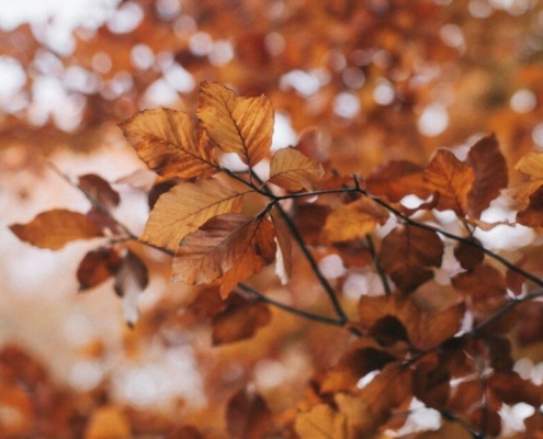 brown-leafed-tree-oboys heating & air - HVAC-System